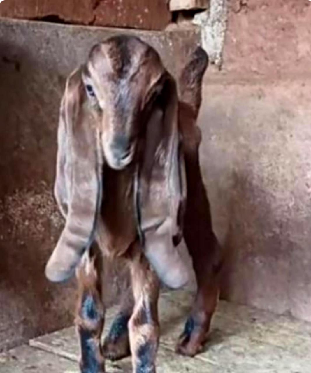 这只羊是什么品种?它的耳朵为什么那么长?