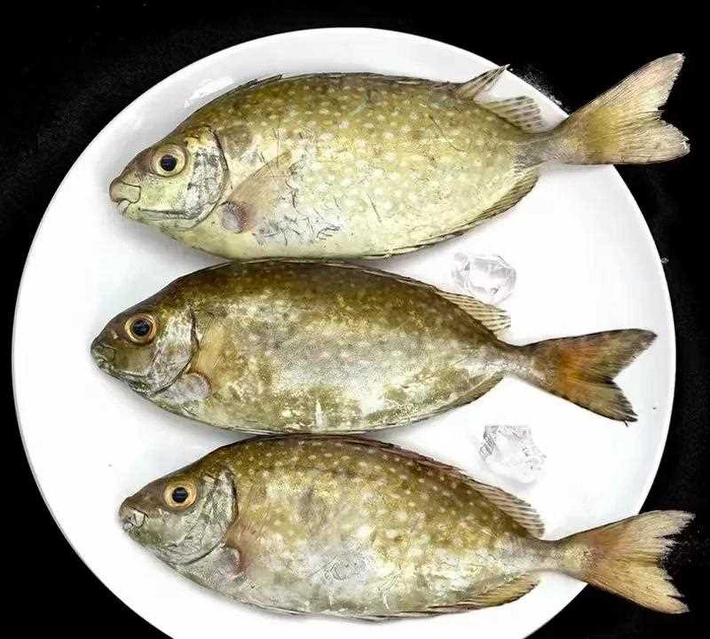 今天在菜市场上挑了几条乌子婆,清洗干净后,香煎乌子婆,煎至两面金黄