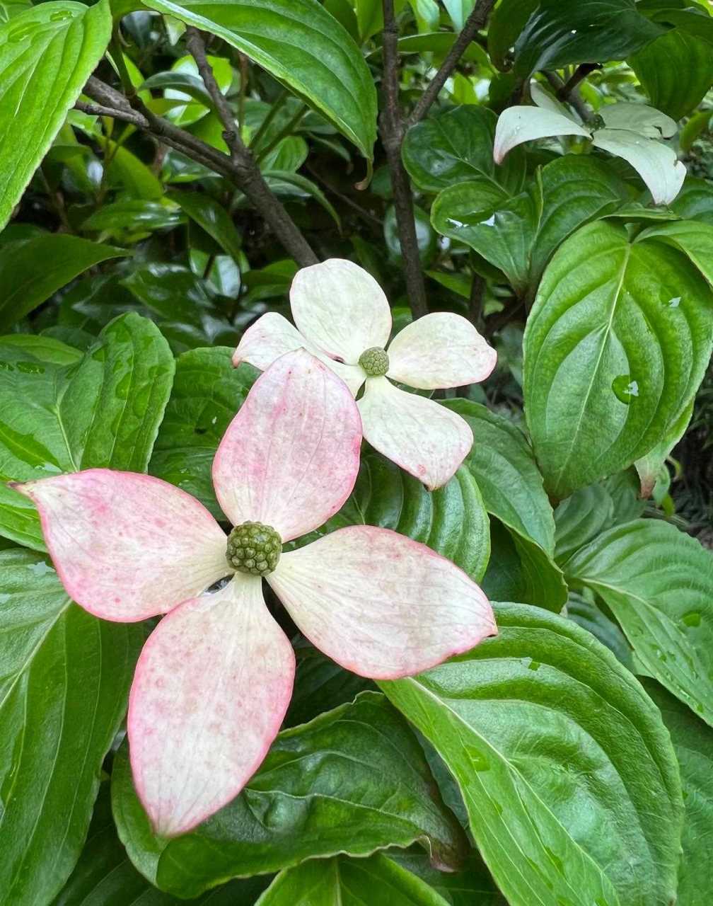 四照花唯美图片