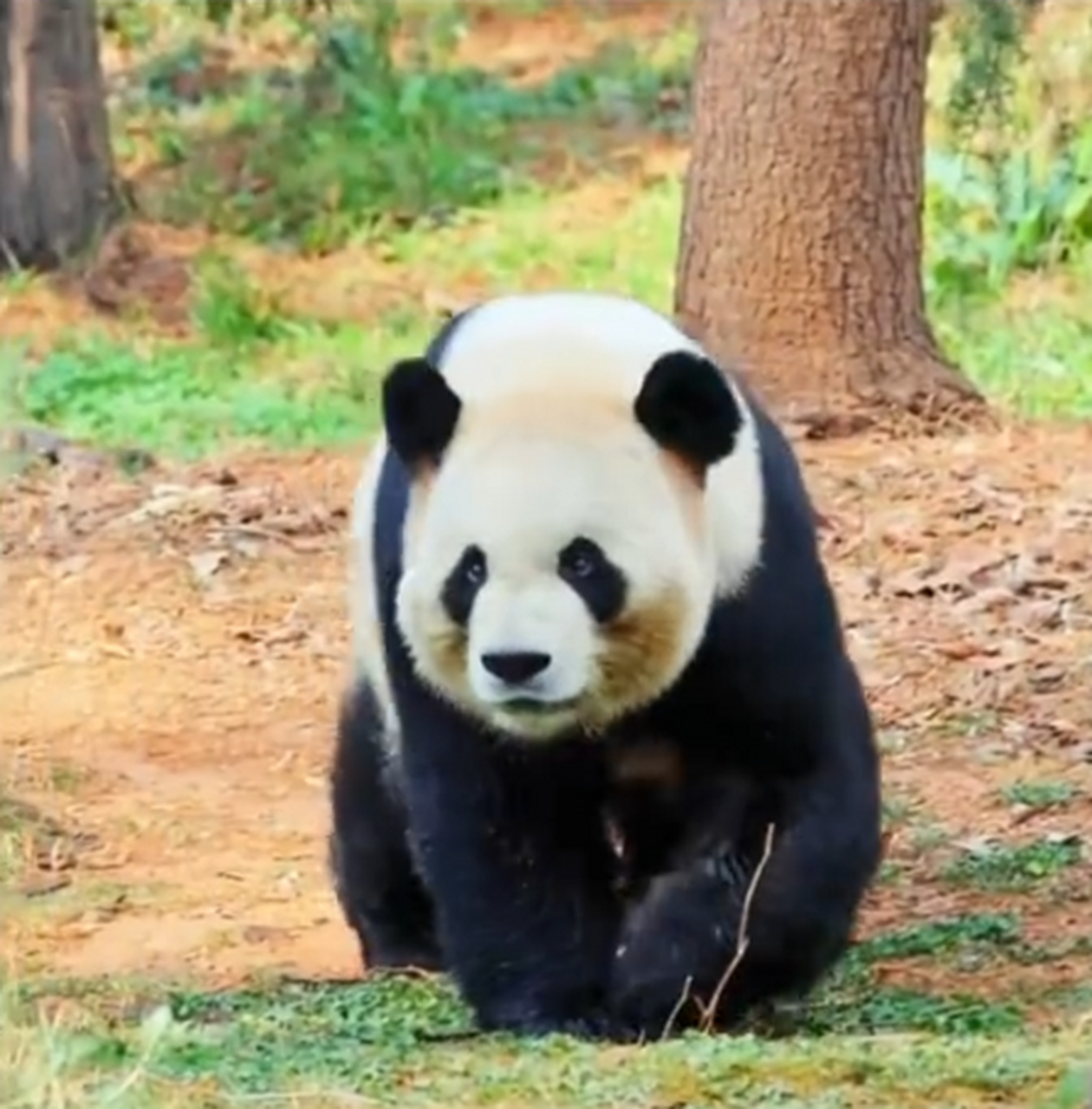 近日网上纷纷报道"大熊猫走姿神似狂飙高启盛"这真是太像了,小编认为