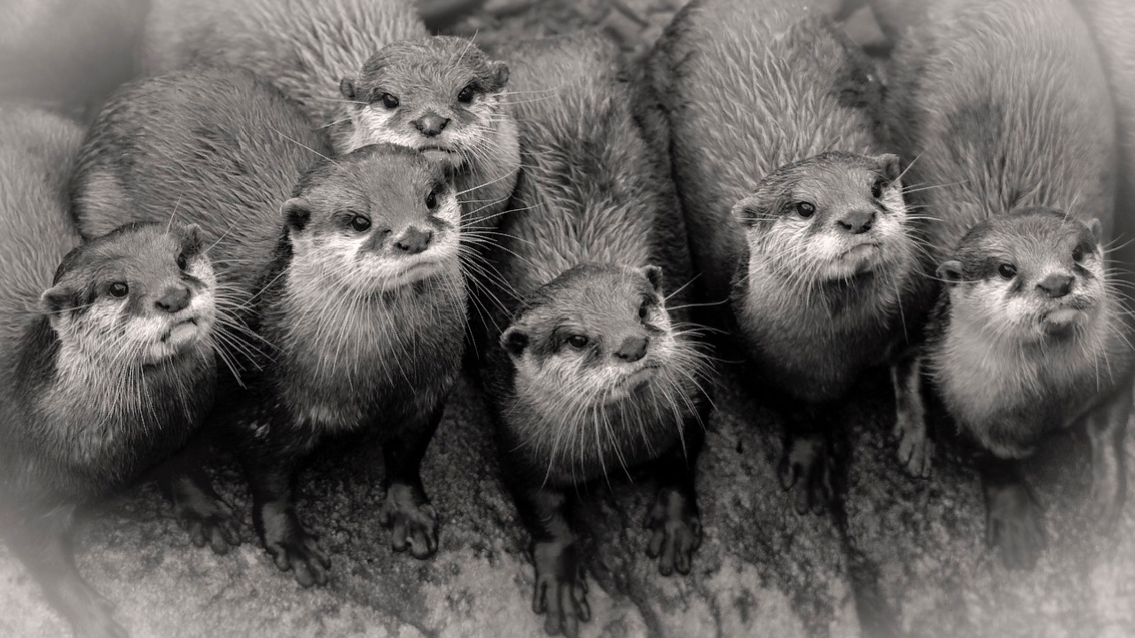 每天陪孩子一起瞧动物 名称:水獭(ta)(lutra lutra) 别名:獭猫,鱼猫