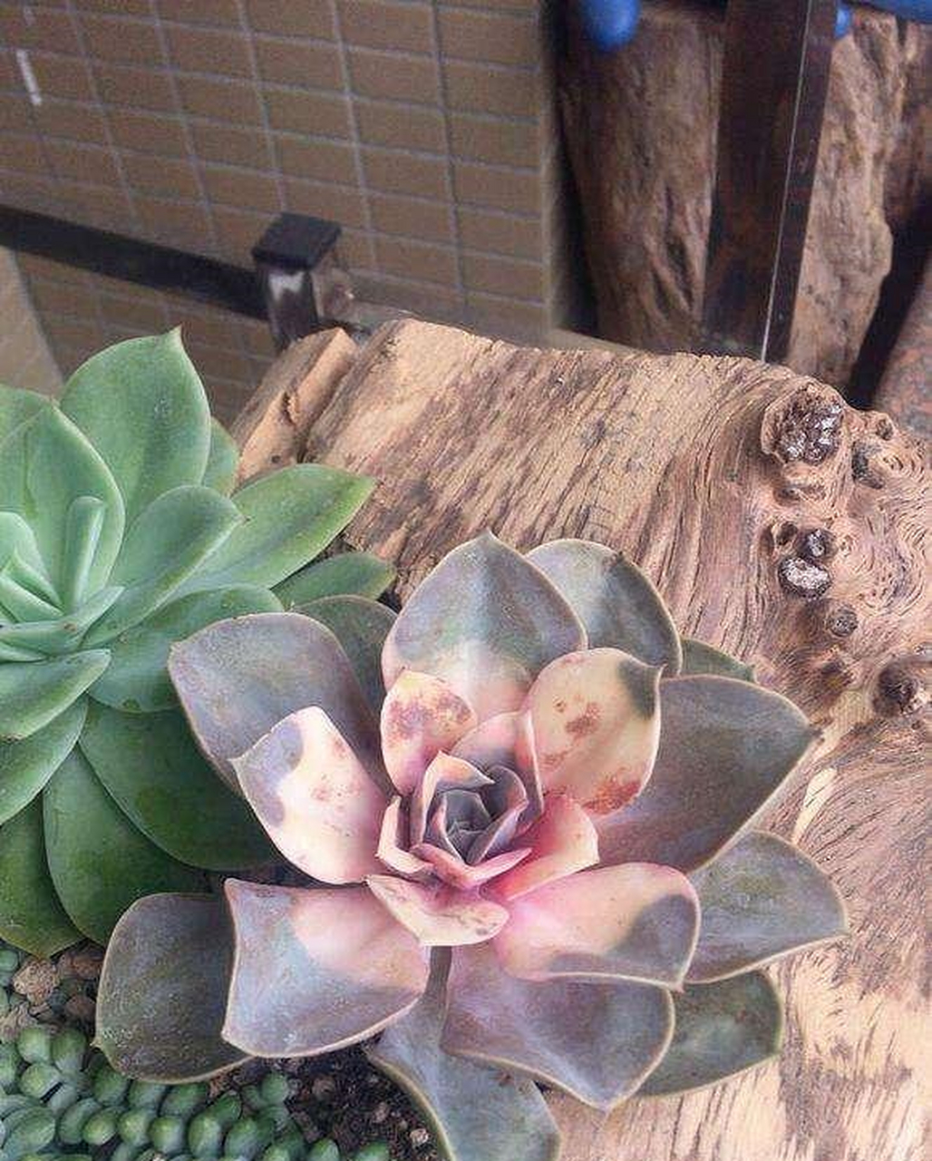 市面上出售的药锦紫珍珠主要有两种,一种是外面的叶子正常,中间的叶子