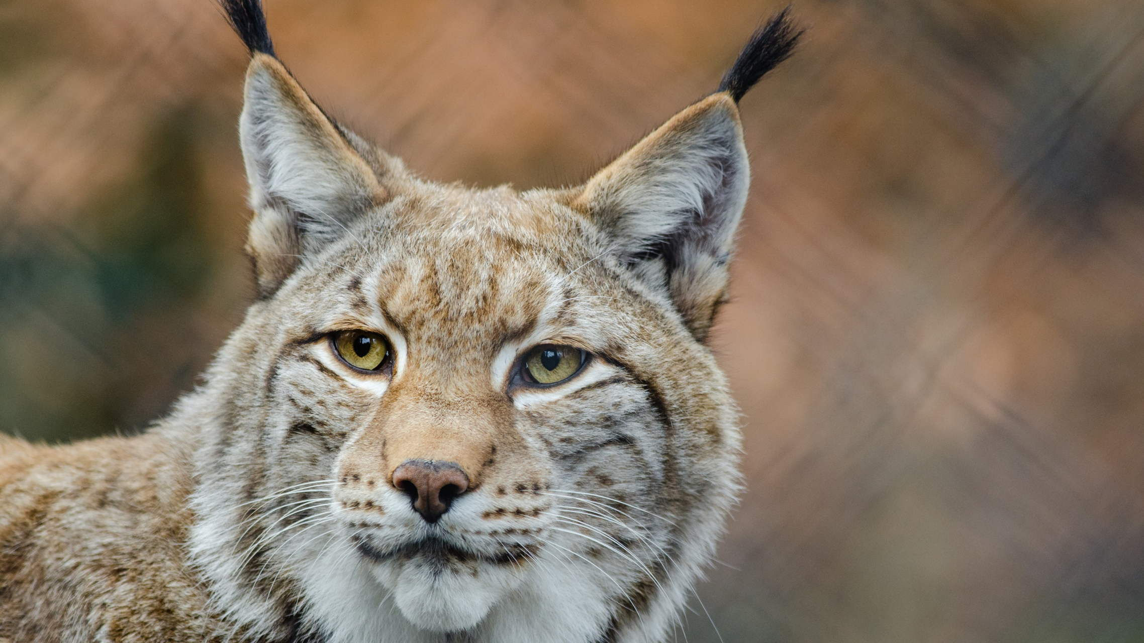 凶猛的猫科动物猞猁#猞猁# #野生动物# #猫科动物# #壁纸