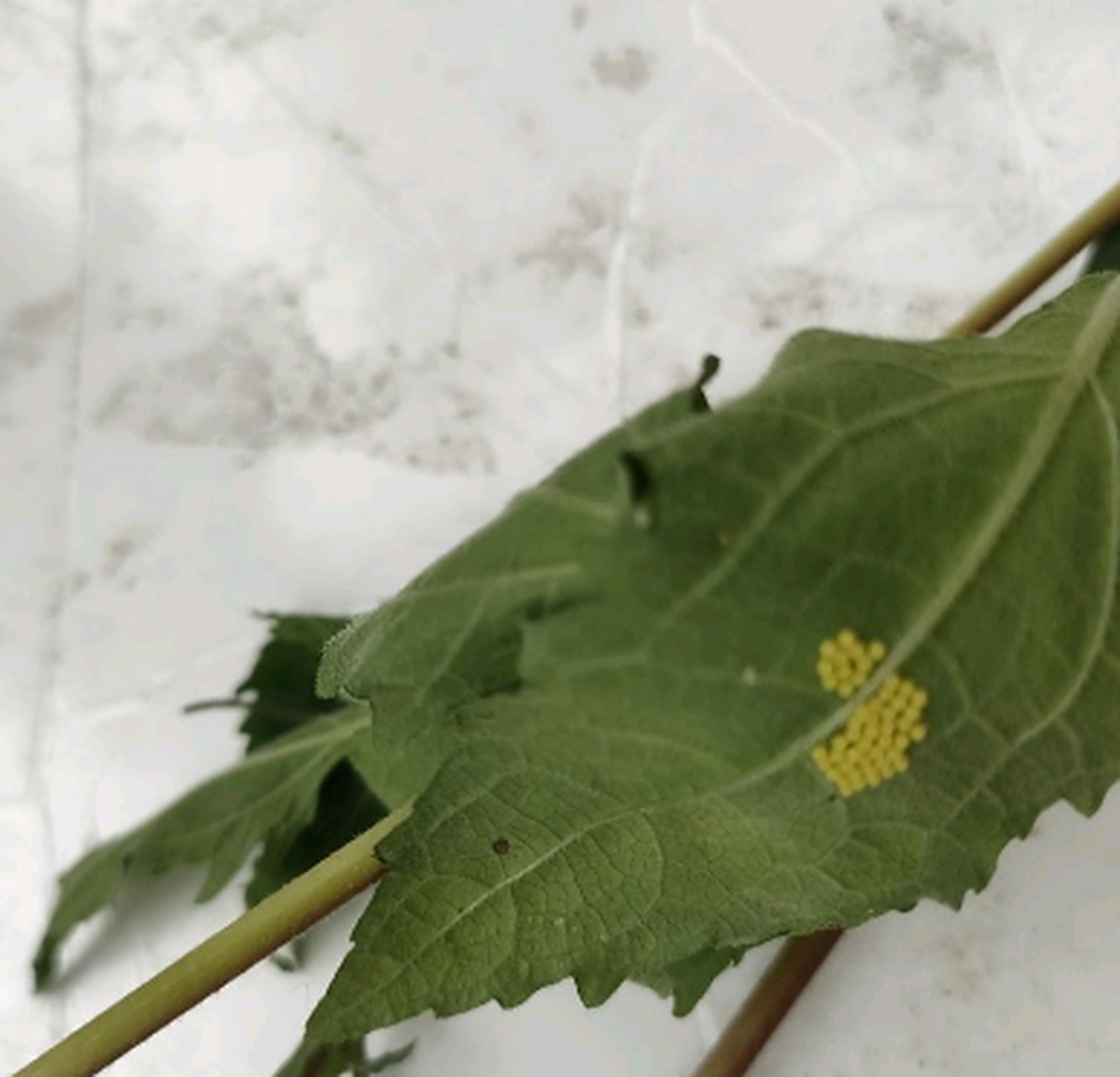 这叶子后面是什么虫卵,是害虫吗