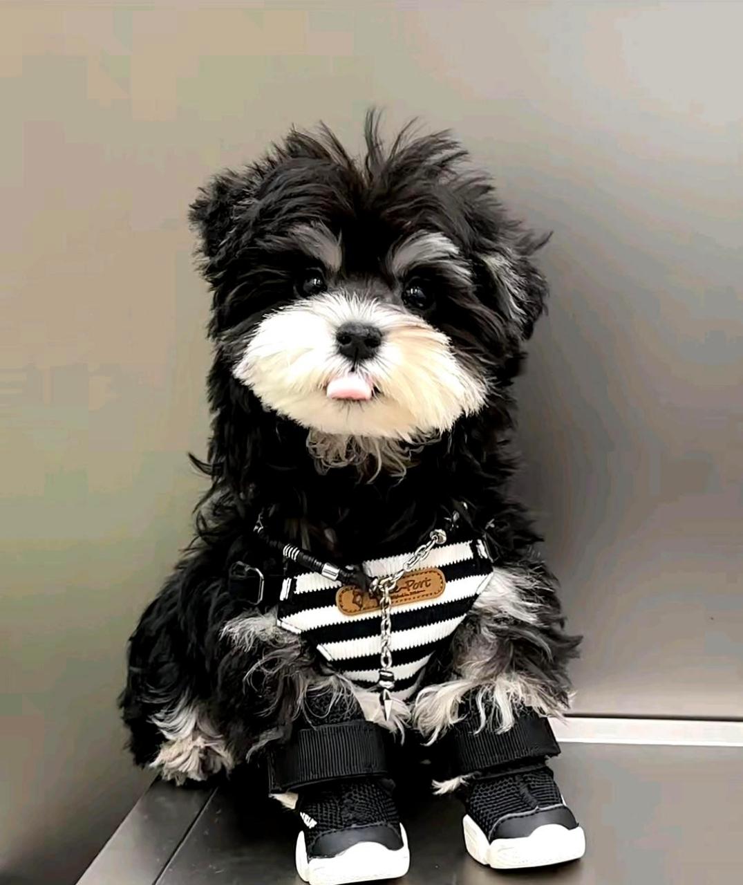 这只雪纳瑞太可爱了,看着就让人心情愉悦!