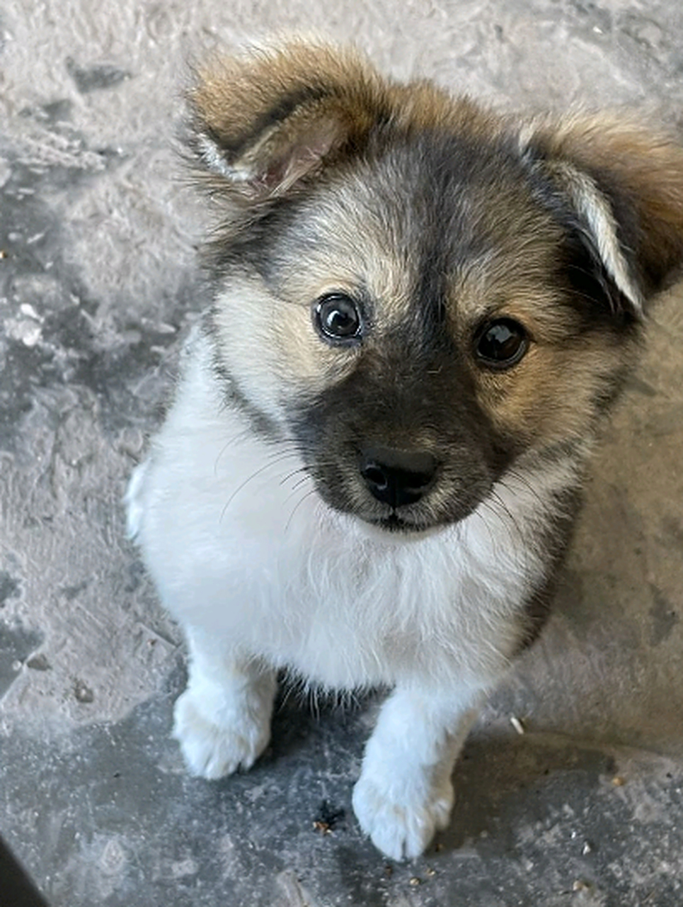 家里的小土狗长大了,长得越来越好看了