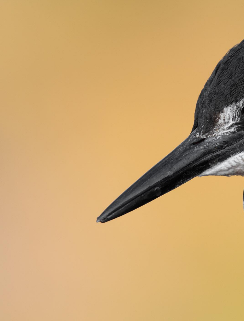 这只鸟有着惊人的黑白色羽毛,真是令人一目了然. 你知道吗?