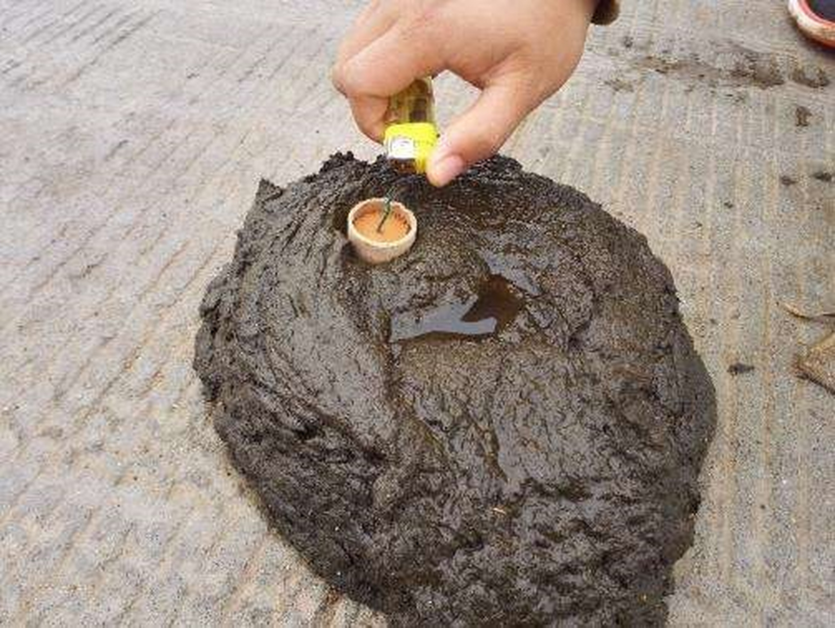 还记的小时候热衷于"炸牛屎"吗?现在想想都挺过瘾