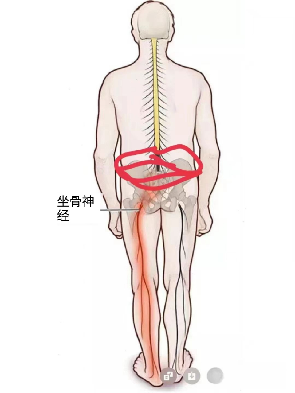 我能帮到你 有很多朋友留言问我说腰四五腰五骶一这两个位置为什么