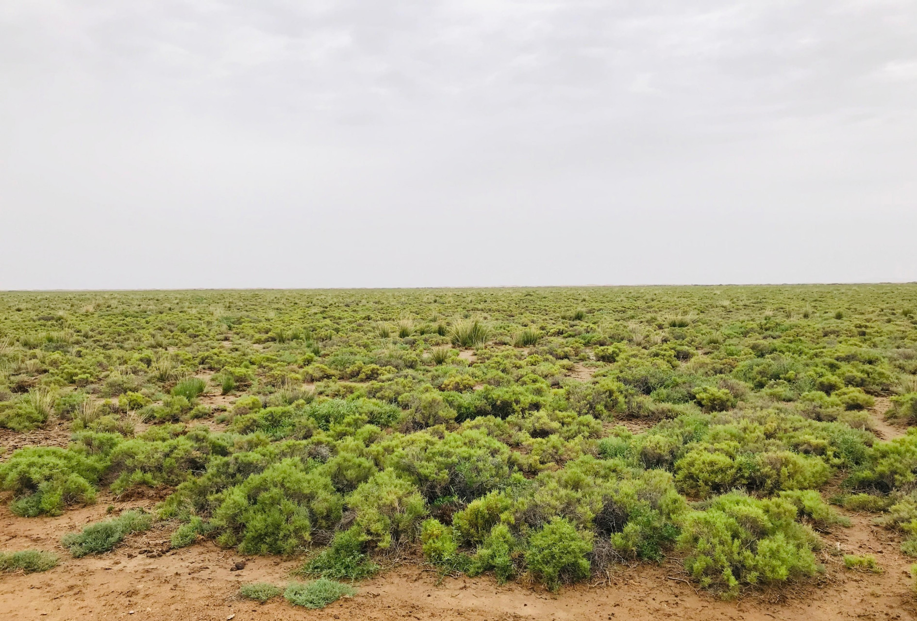 沙尘暴来了#春沙秋实,夏绿冬黄!荒凉的沙漠?恶劣的沙漠?热情的沙漠?