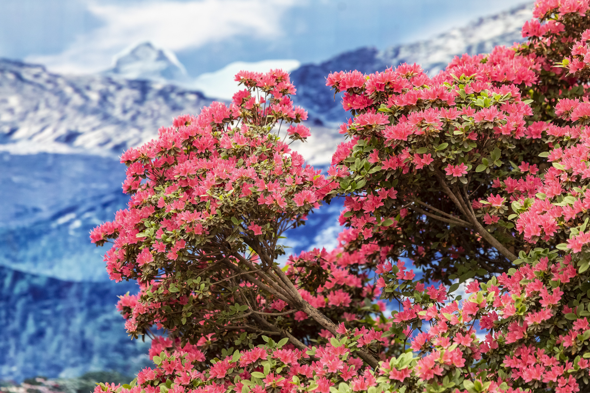 也在等你    五一小长假期间,专程来到日照"2023日照杜鹃花节"现场