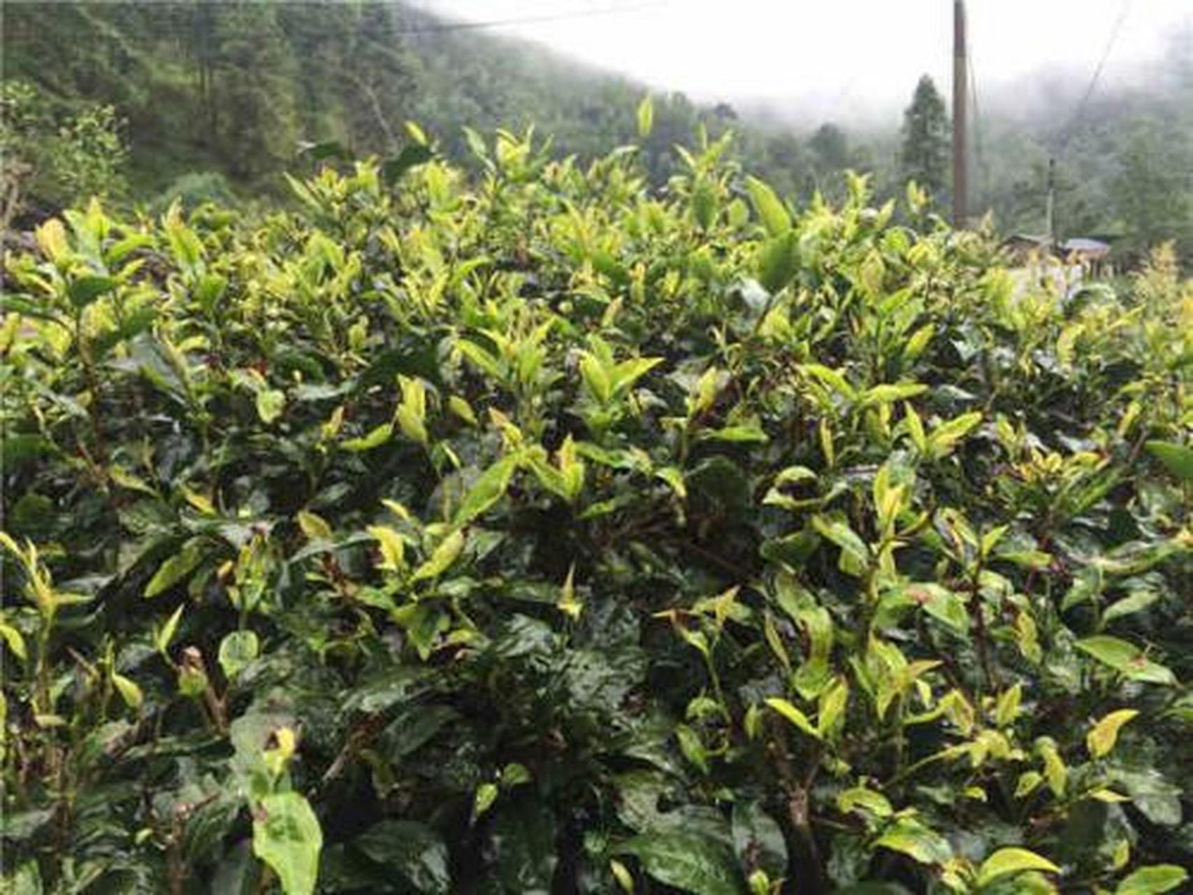 百瑞香:最早生长在武夷岩茶产区,一般制为乌龙茶.