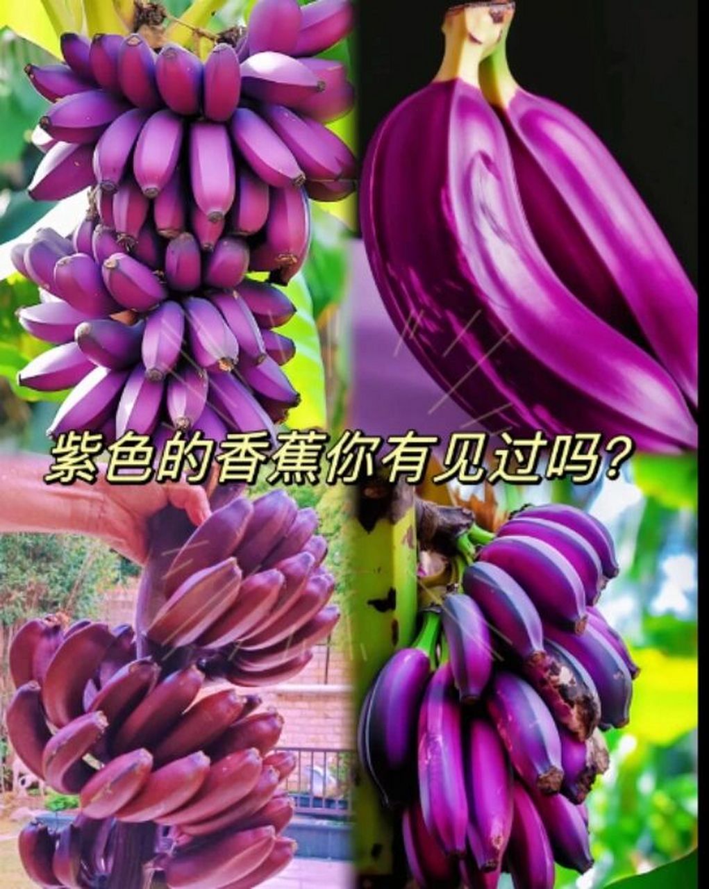 紫色的香蕉你见过吗?