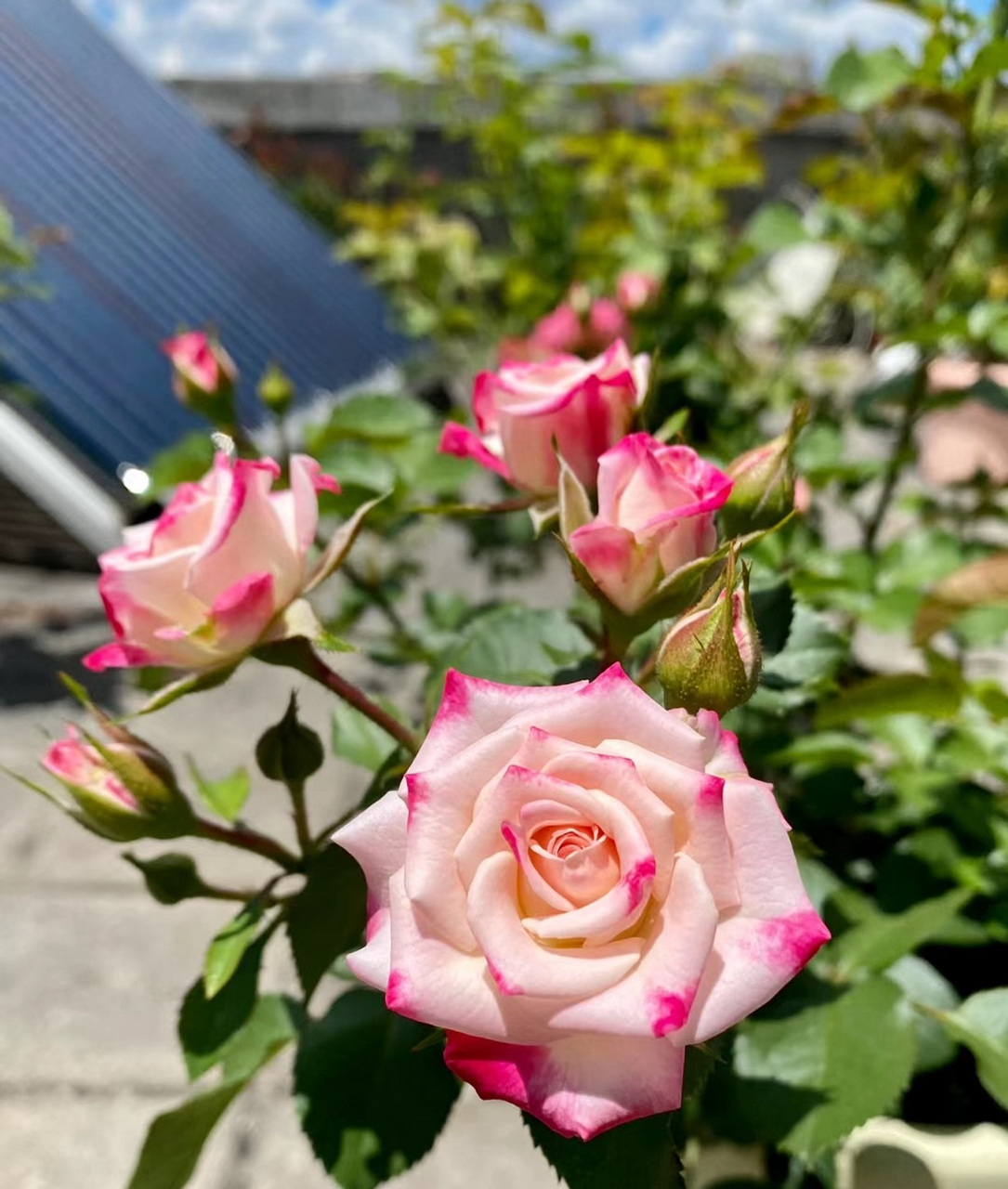 喜欢月季的花友,给你们推荐一款冷门,但很优秀的品种——折射泡泡,小