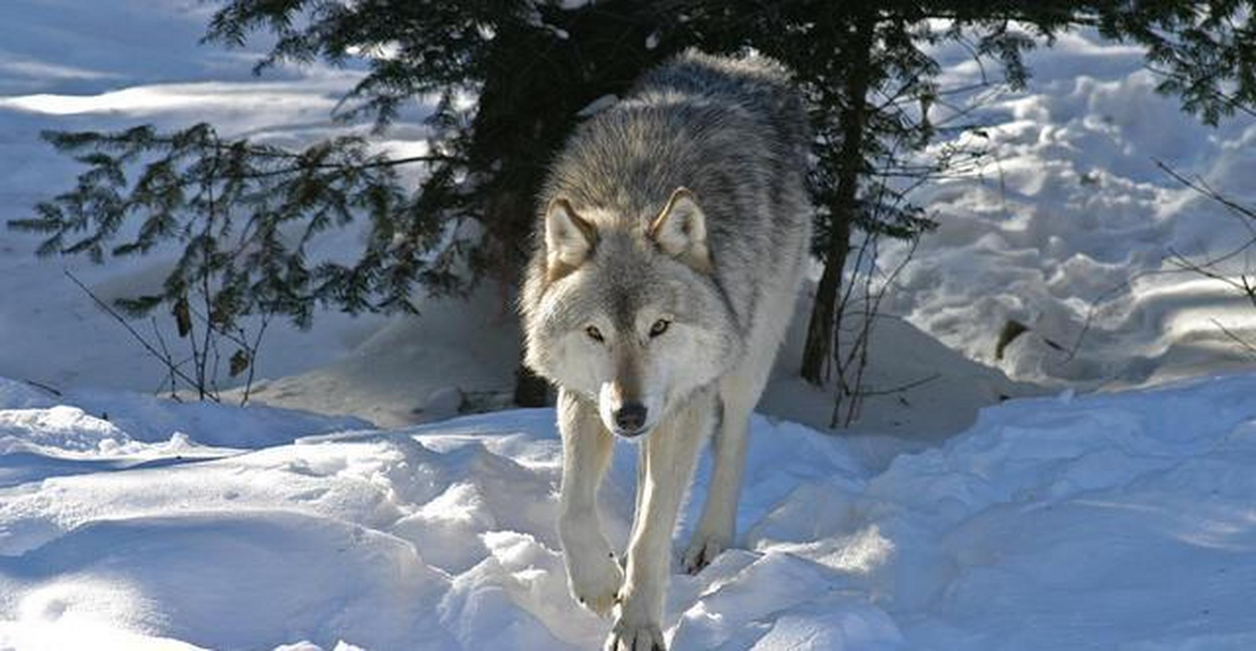 被老人从雪山救出来的狼, 几年过后竟回来报恩了