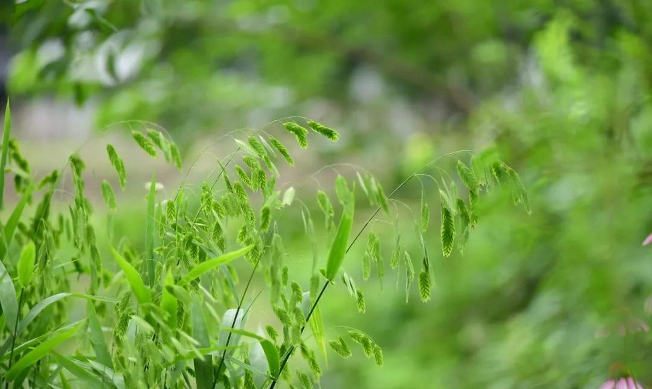 小盼草,它的花穗特别而成为网红之一 小盼草,草的一种,这几年因为它的