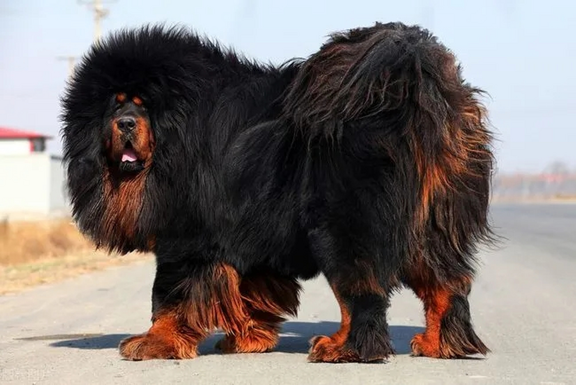 路过同村男子家门口时,被藏獒吓到,翻车致高位截瘫,一级残疾.