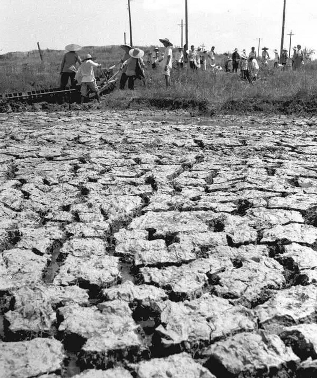 穿越1959年旱灾年