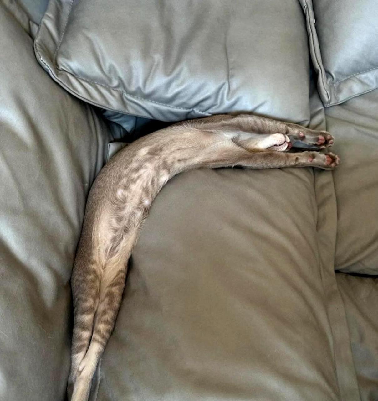 水蛇腰,传说中的美丽身材标志