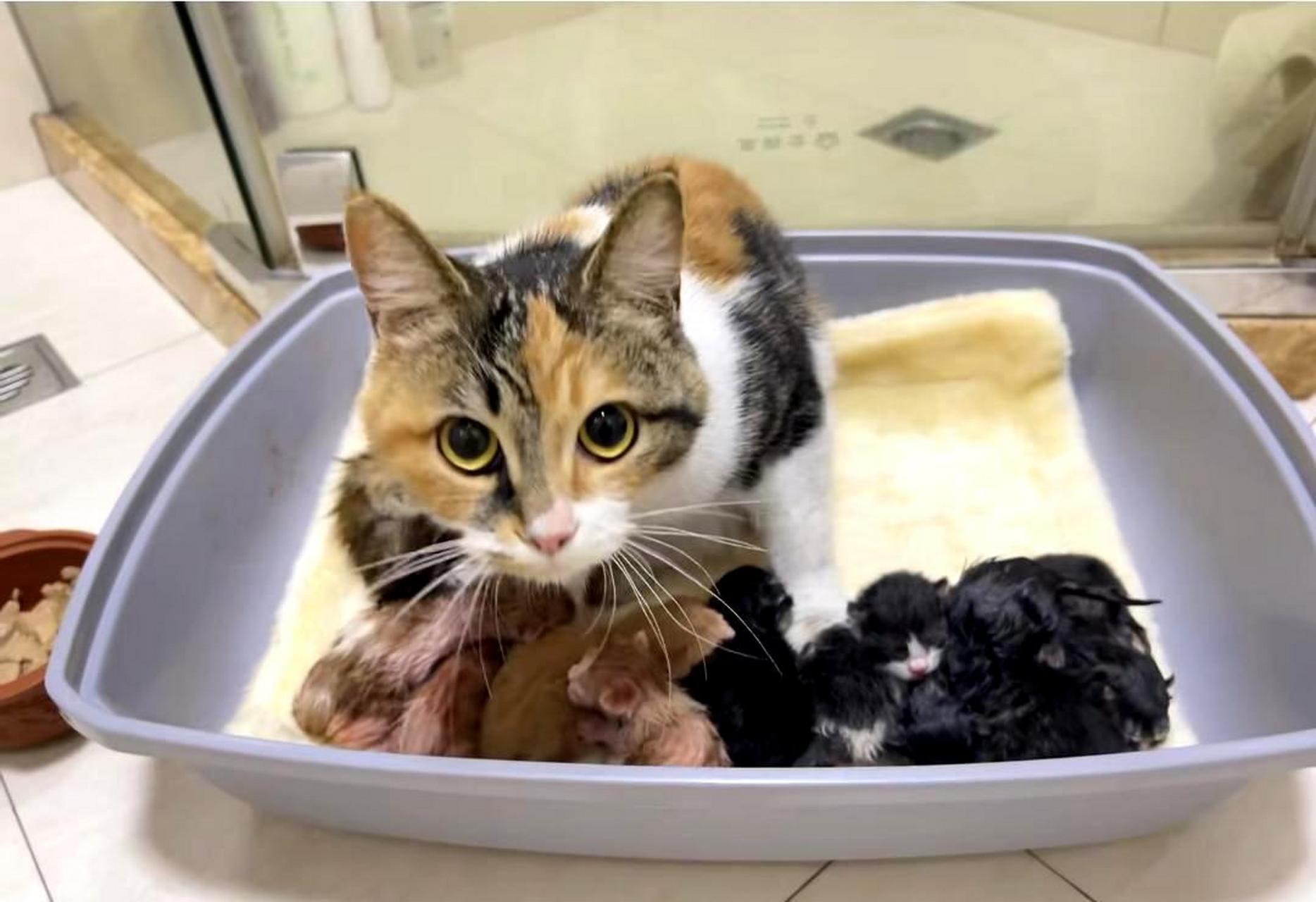 猫妈妈辛苦生下九只小猫,真是不容易!
