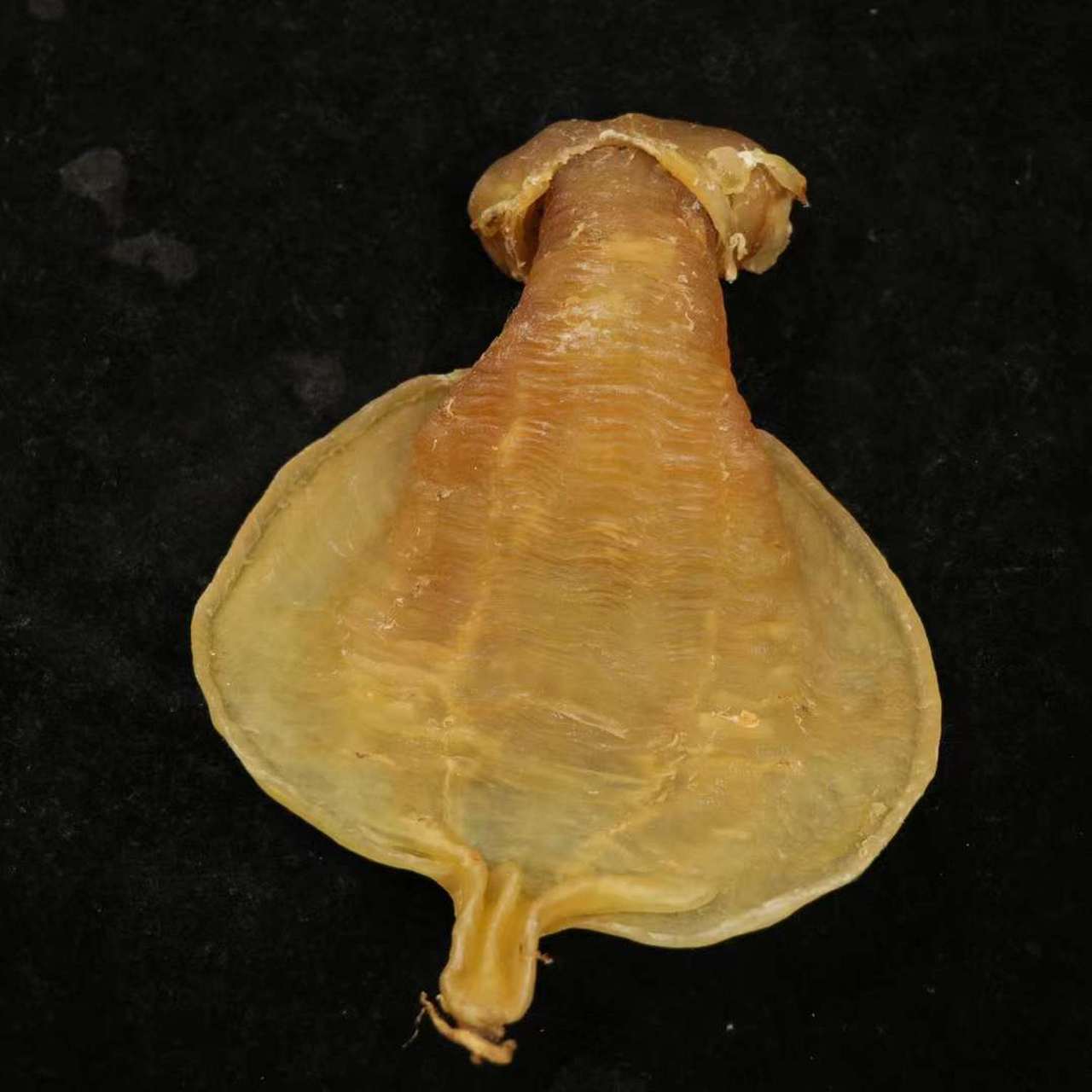 赤嘴鳘是一种珍贵的深海鱼类,它们生活在从未受到污染的深水海洋中