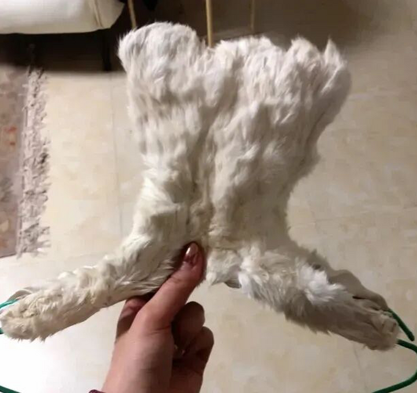 皮草是真的不可以水洗的[左捂脸] #中国版chatgpt来了# #趣图搞笑