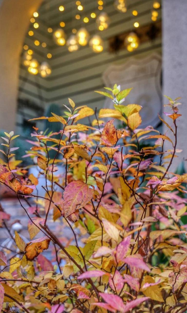 而金焰绣线菊却是它最美最绚丽的时刻,特别在成都这个很少见到阳光的