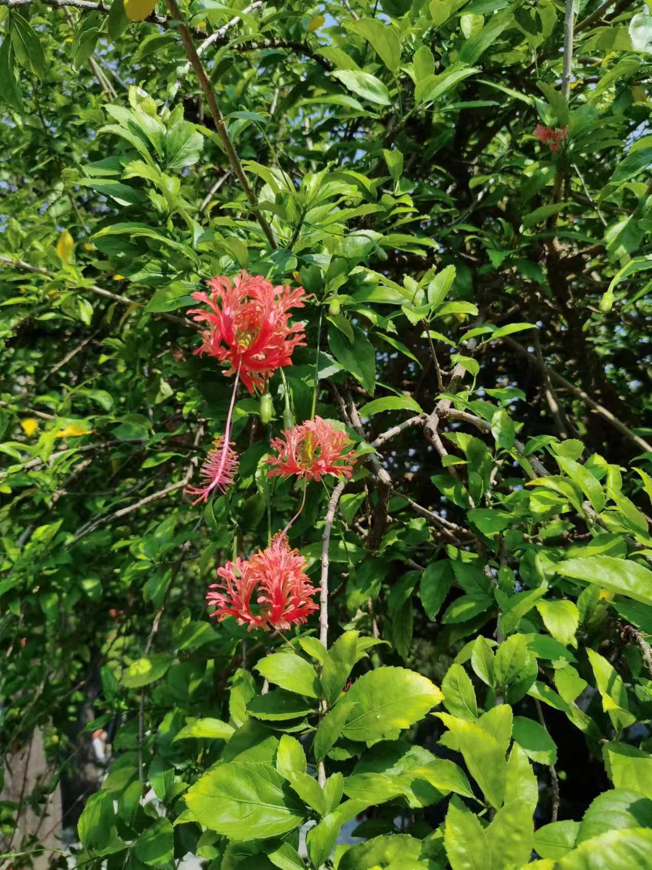 这种灯笼花有个优雅的名字,叫吊灯扶桑