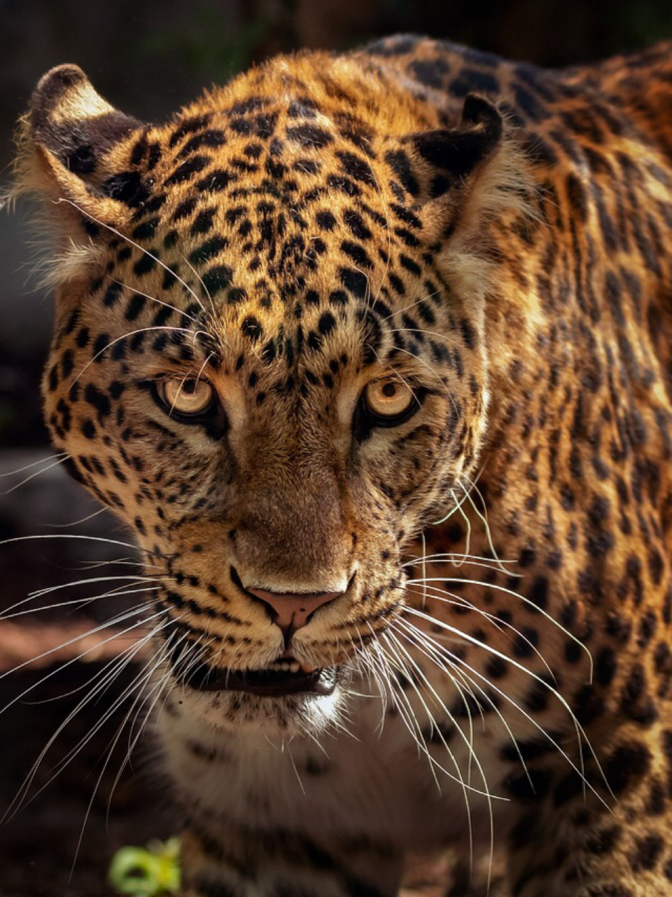 每天陪孩子一起瞧动物 豹(学名:panthera pardus) 在四种大型猫科动物