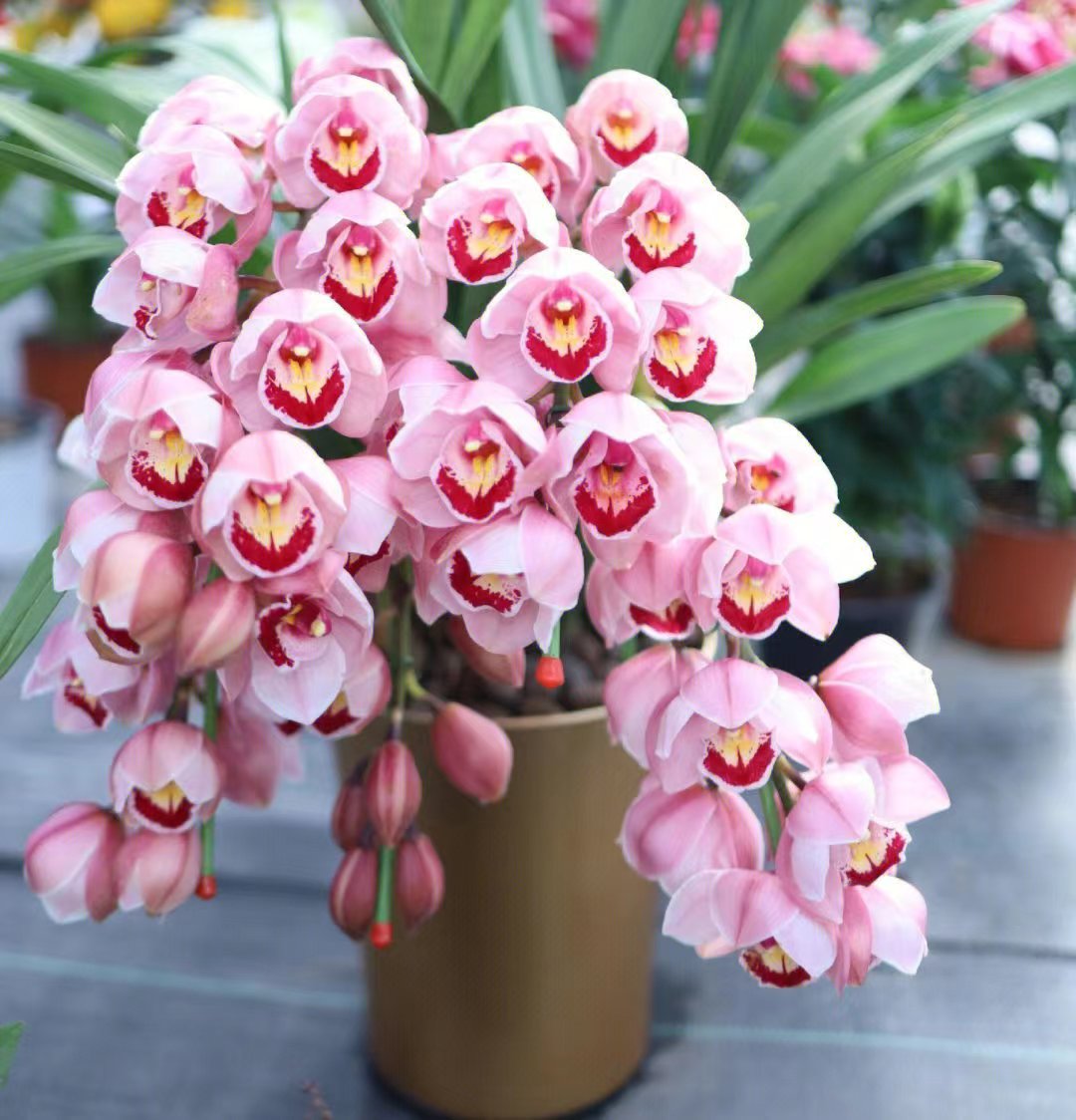 花期能从10月份开到第二年4月份,是近几年很受大家喜爱的年宵花卉