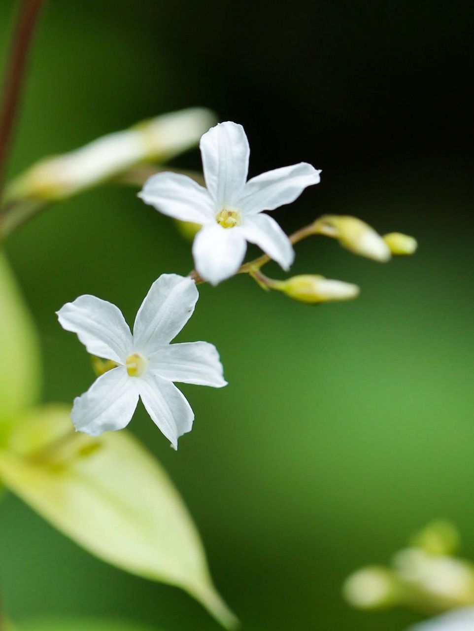 飞蛾藤,正在加载螺旋桨,山坡荒地上,缠绕盛开着许多白色的小花.
