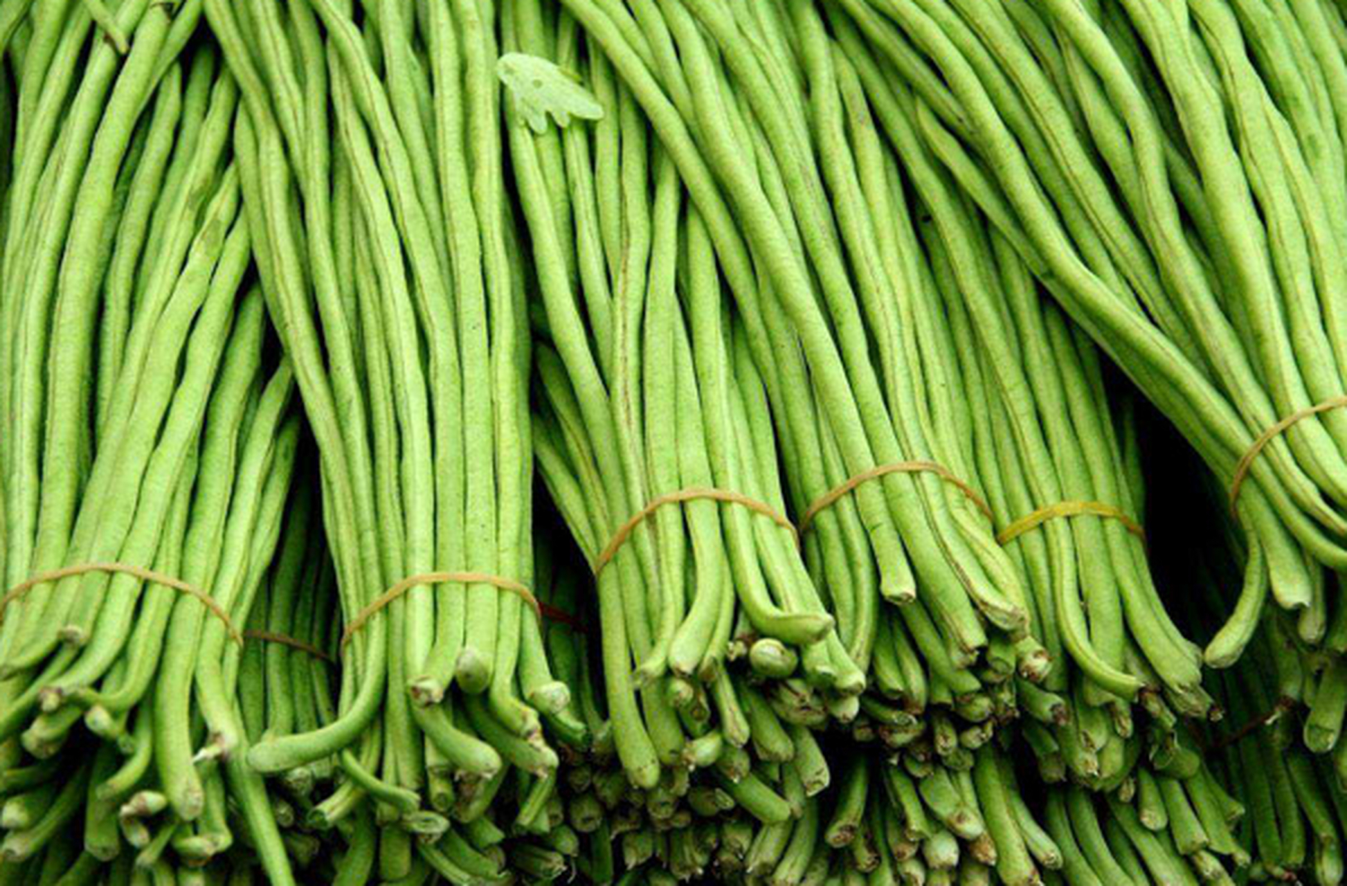 豇豆在一些地方方言里也有被称为角豆,带豆,刀豆的,是豆角中的一种