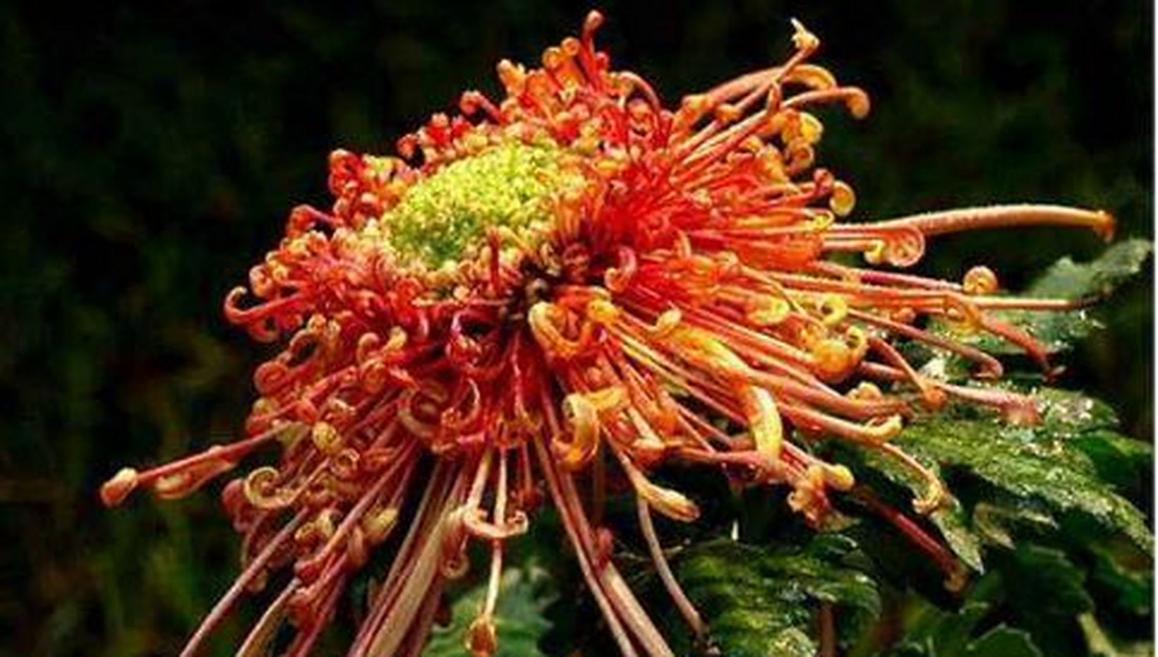 凤凰振羽,是菊花品种.花的形状像舞环,中筒瓣.