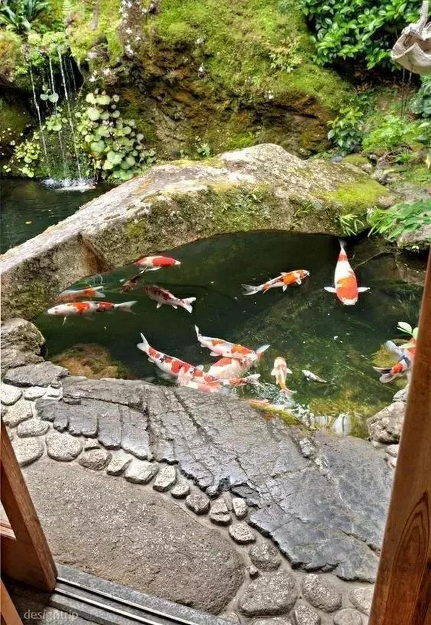 小院水系欣赏 锦鲤,绿植等小桥流水,叠石飞瀑,生机盎然,自然舒怀,赏心