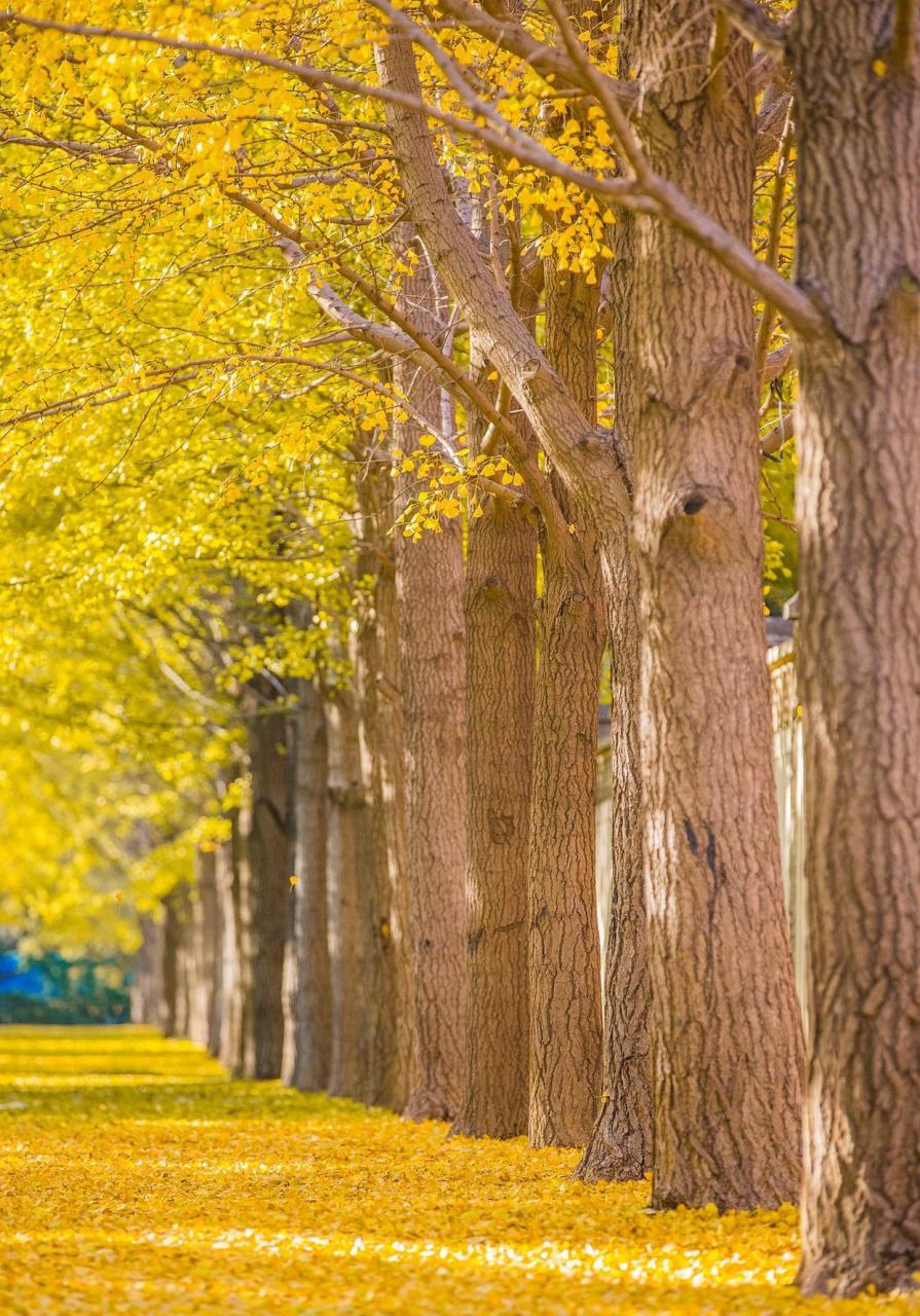 银杏树树干笔直,气质优雅 [太阳]银杏树非常的漂亮,在很多地方都会