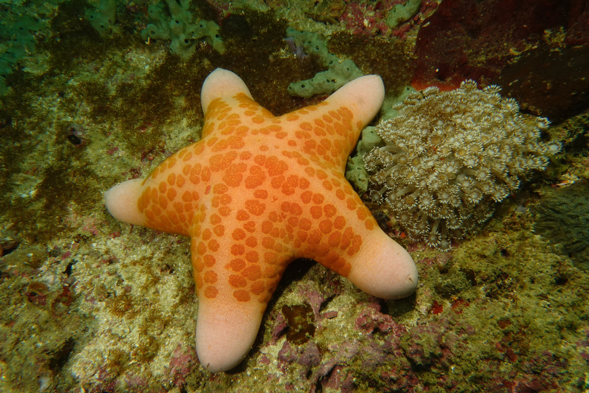 坨面团啊～ 92 学名:choriaster granulatus  92 别名:粒皮海星