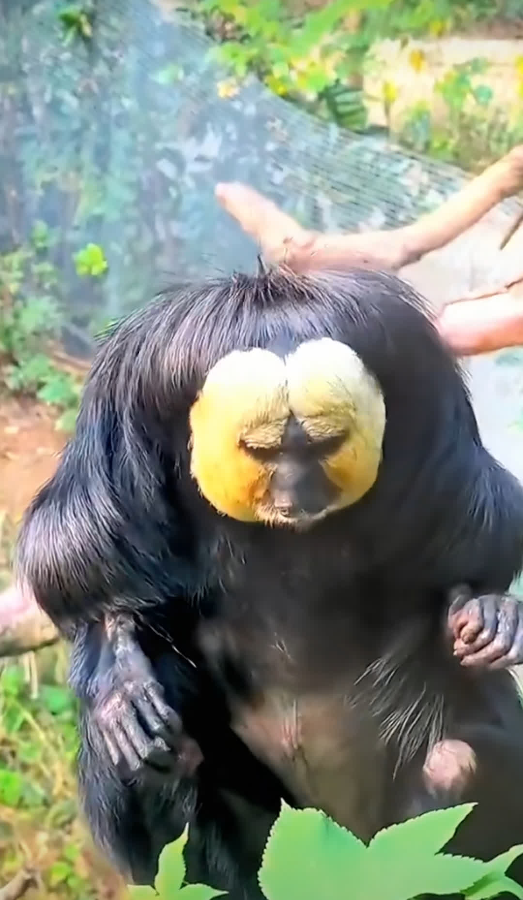 这是世界上最奇怪的猴子,名叫白脸和尚猴