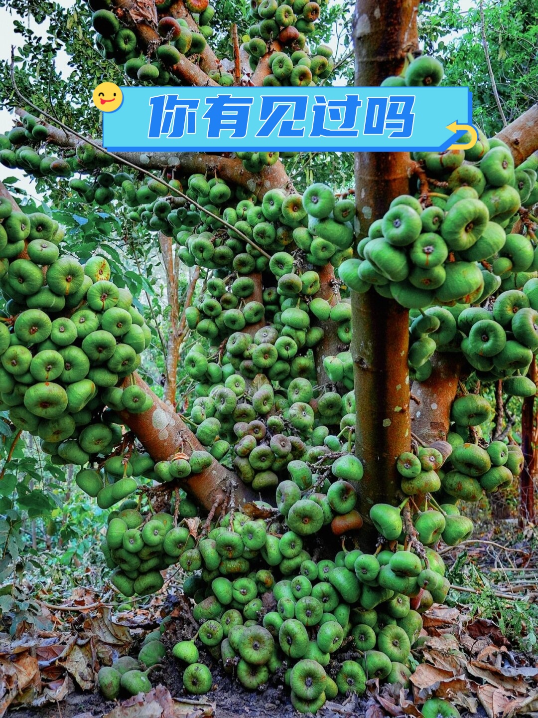 农场里的神秘果树:木瓜榕的魅力与奇特  在我们的农场里,一棵特别的