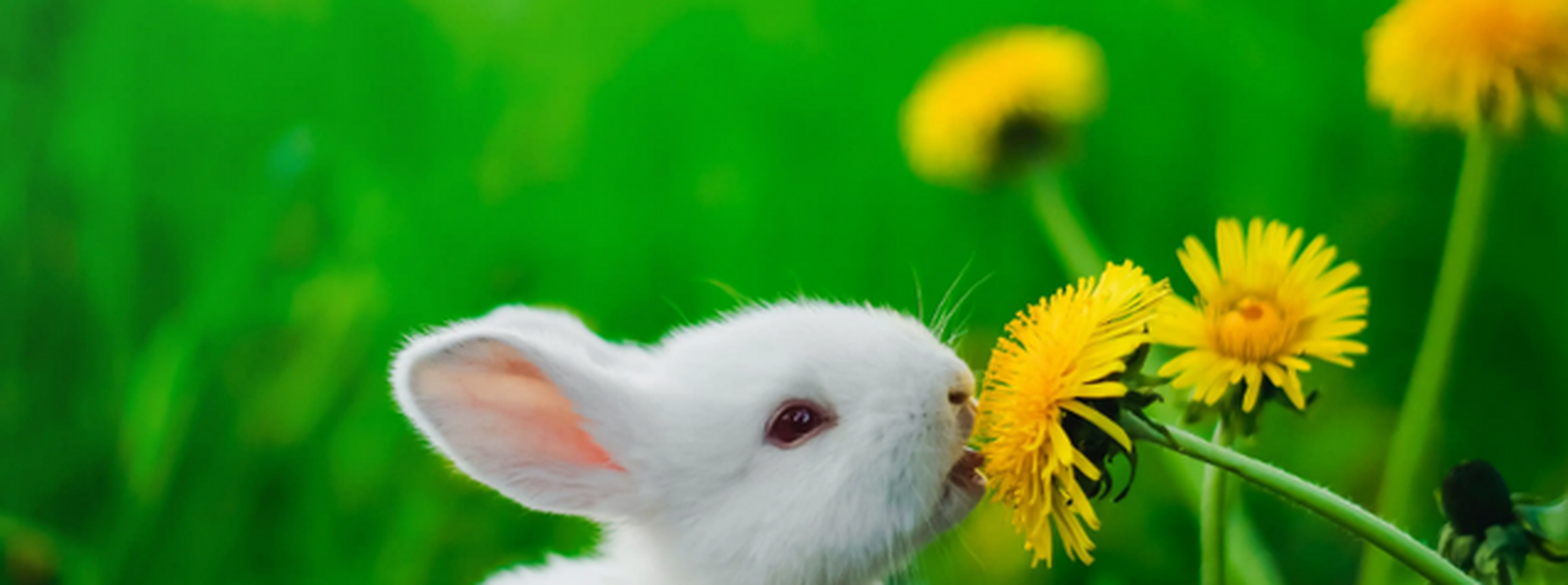 [害羞] 2.这首《小白兔》改变了以往儿歌的风格.