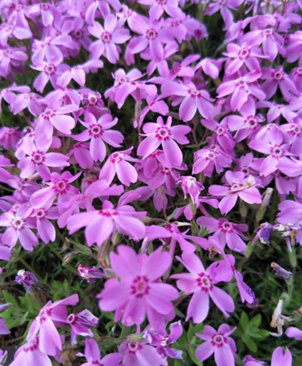 宿根福禄考 非常推荐的植物, 很容易养,花期超长, 基本从5月可以开到9