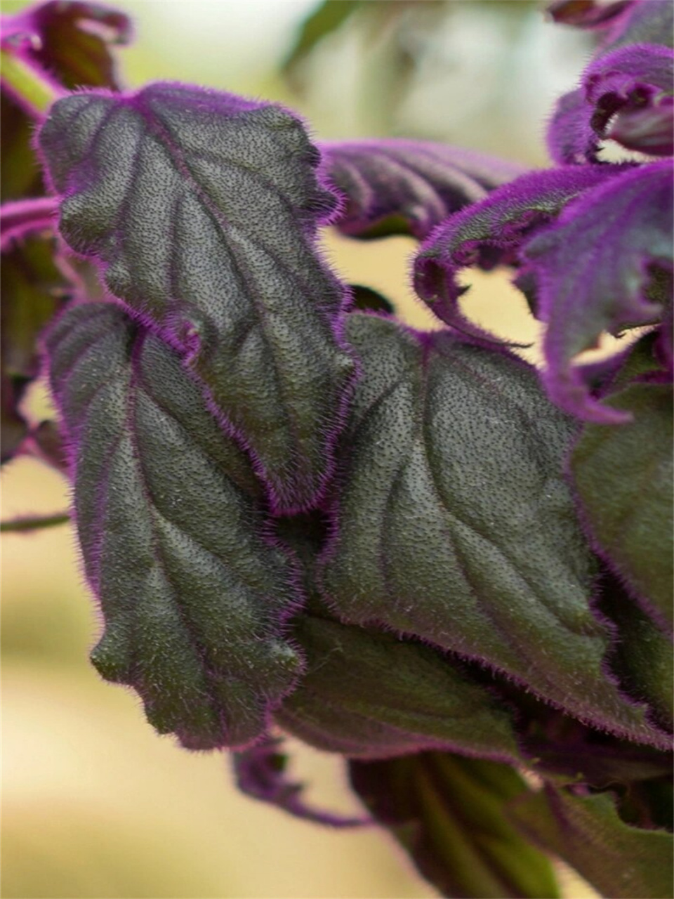 紫绒三七叶面覆雪的话像白糖紫薯  紫绒三七,又名紫绒三七,天鹅绒三七