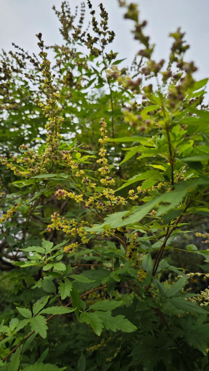 大量收购黄荆树图片