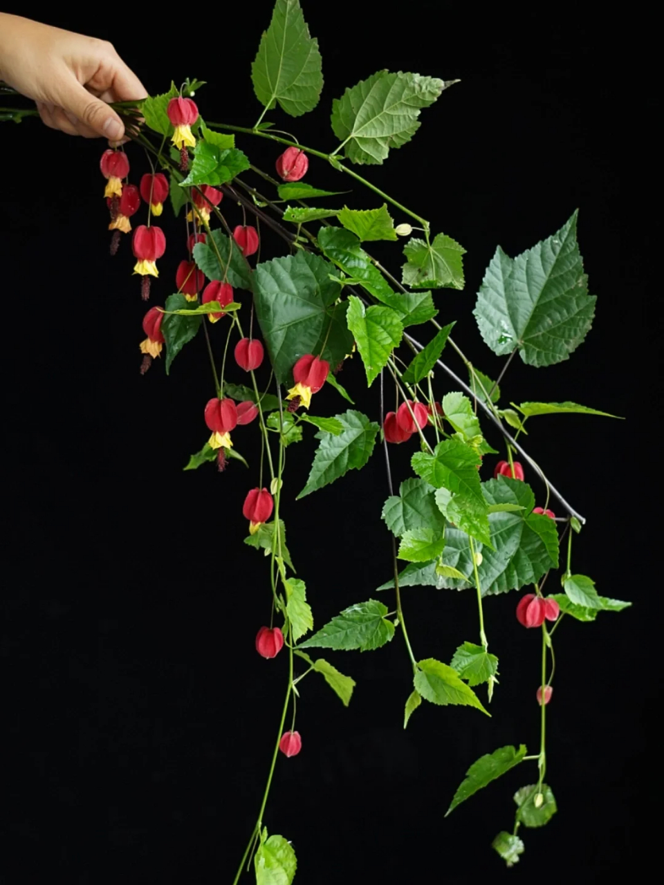 红萼苘麻  abutilon megapotamicum 锦葵科 苘麻属 原产南美洲