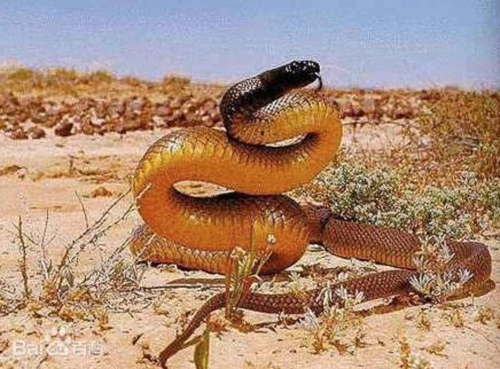 细鳞太攀蛇,俗称内陆太攀蛇,分布于澳洲中部的维多利亚沙漠及附近.