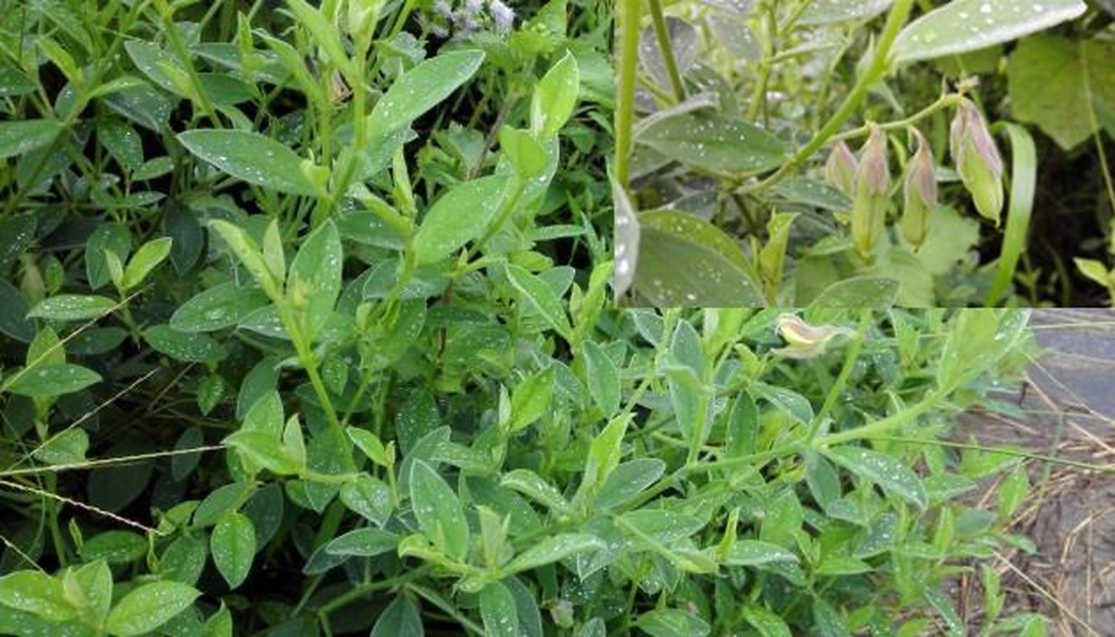 响铃草又名假地蓝,野花生,是蝶形花科植物假地蓝的根或全草,夏季采收