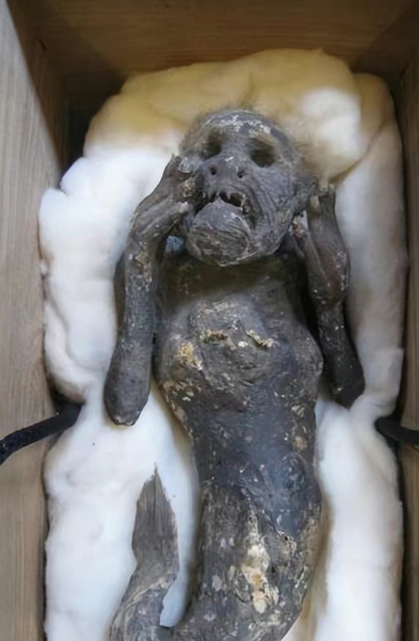 日本博物馆保存的美人鱼木乃伊