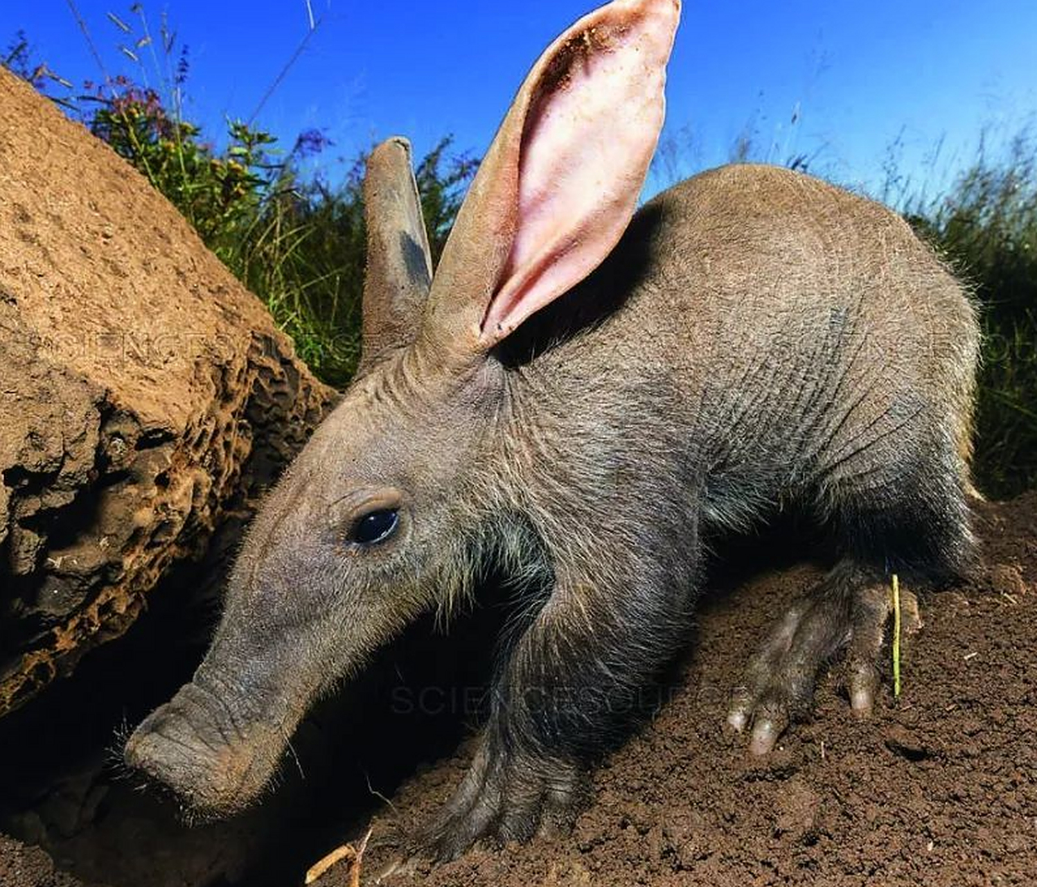 世界最丑的动物 土豚 这种小动物可能只有他们的父母亲认为他们很可爱