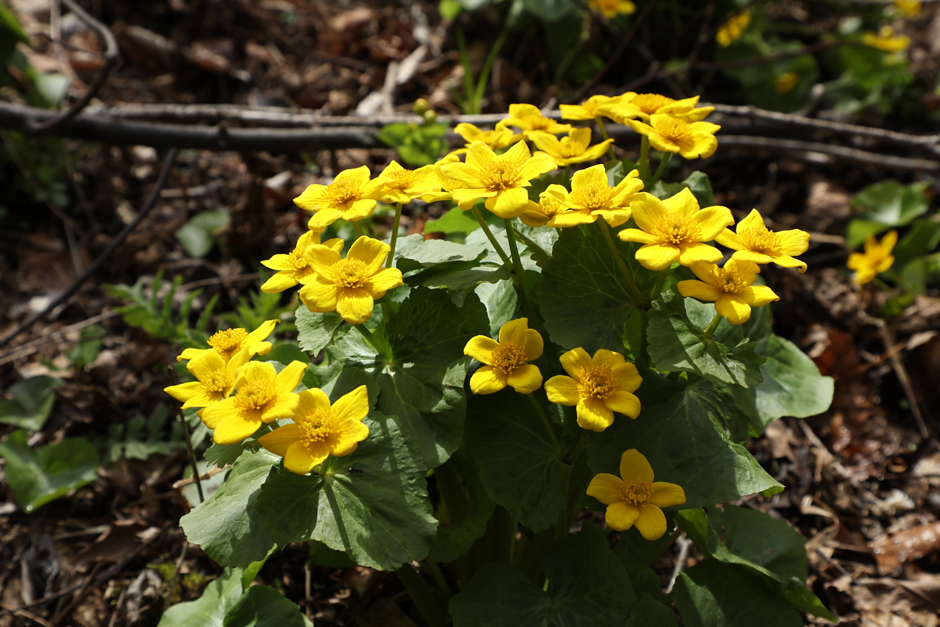 春日赏花季# 长白山麓草甸中生长的驴蹄草开花了,驴蹄草可以食用,没