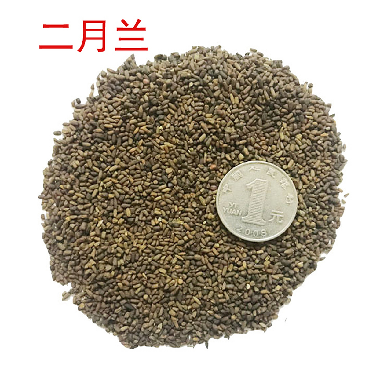 二月兰种子图片(二月兰种子怎么种植方法)