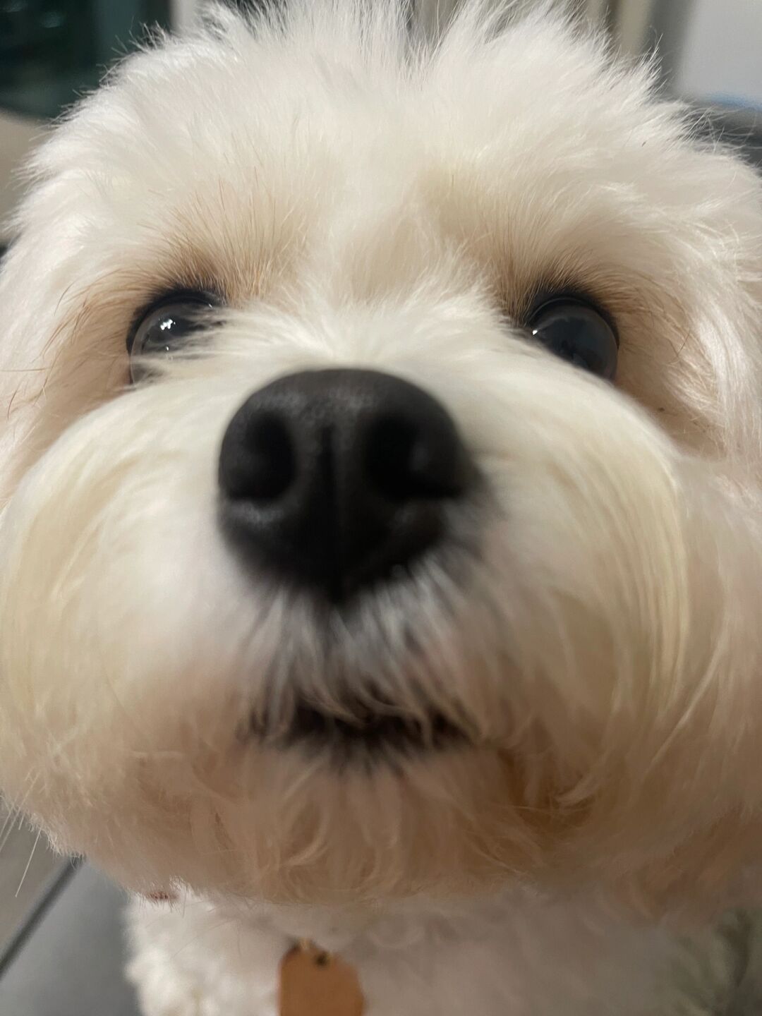 标题解决比熊犬 haru 的泪水痕迹问题 分享我们的实战